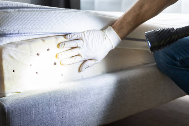 Reliable Hudson Falls, NY Pest Control Solutions