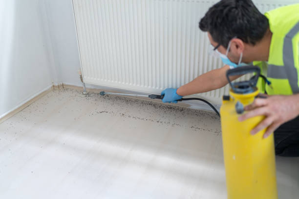 Best Rat Extermination Near Me  in Hudson Falls, NY