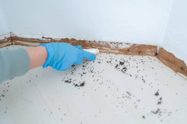 Best Pest Prevention Services  in Hudson Falls, NY