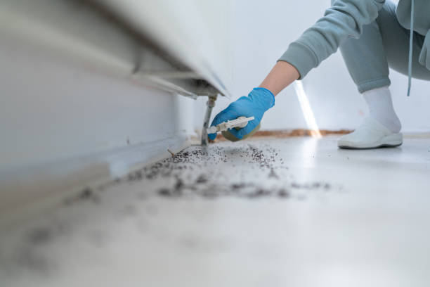 Best Emergency Pest Control  in Hudson Falls, NY